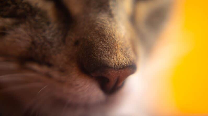 Photo Nose diagram