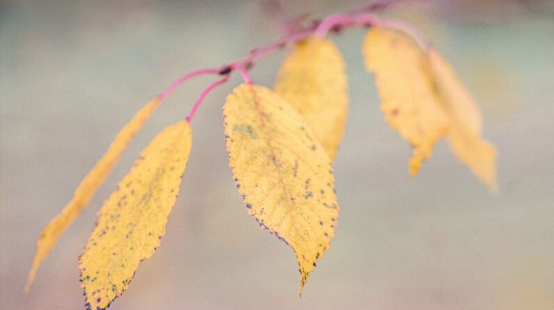 Photo Subtle transformation