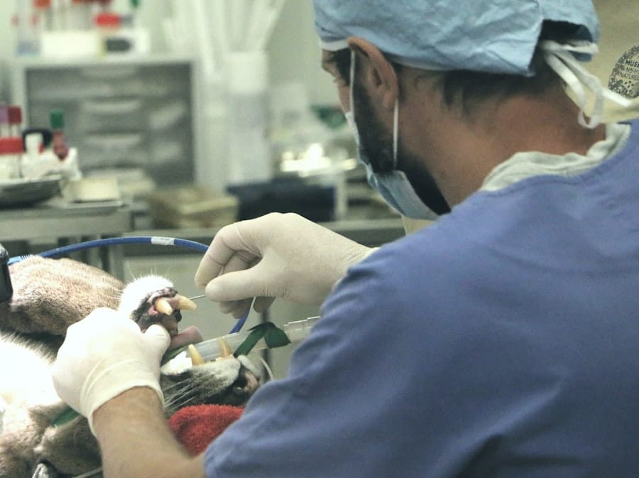 Plastic Surgeon